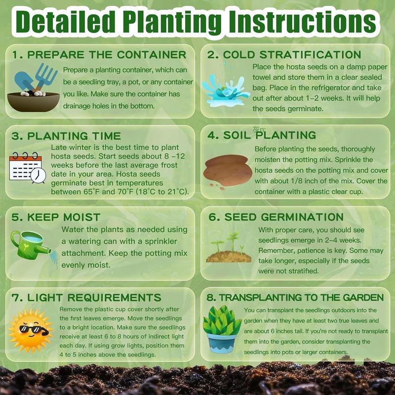 Hosta Seeds Image 3 Hosta Seeds Image 3